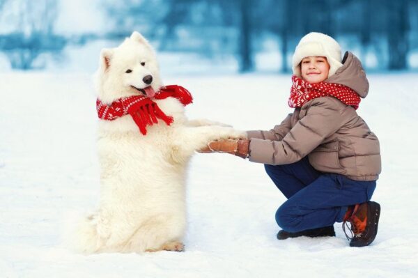 Zdrowie psa. Jak o nie dbać, by nasz pupil nie chorował