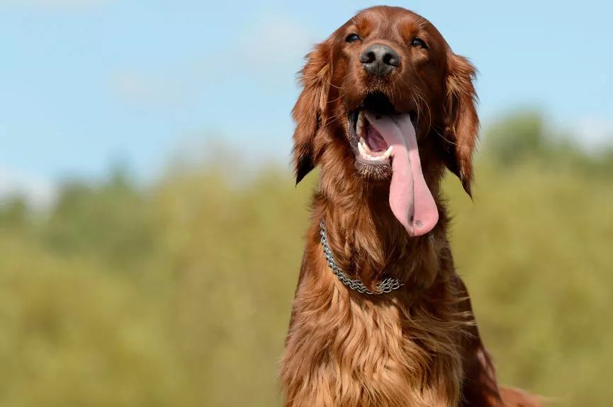 seter irlandzki z językiem