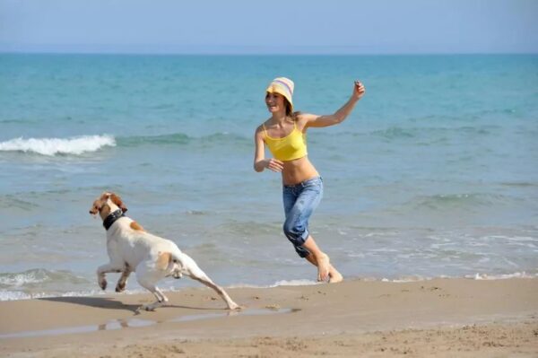 Beagle bawi się na plaży z właścicielką