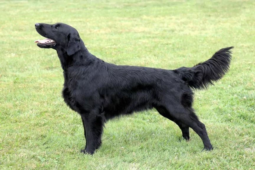 Flat coated retriever