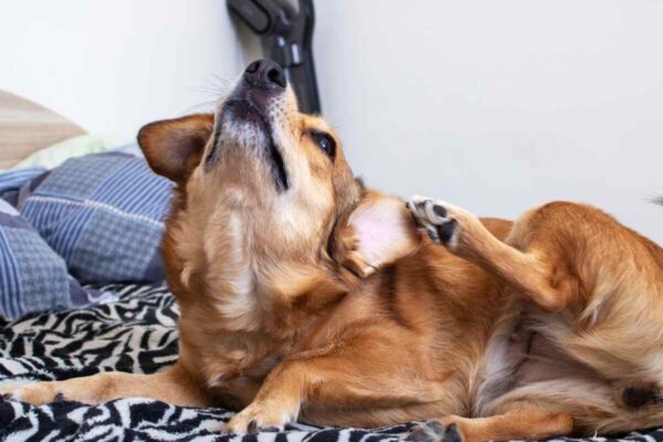 choroba skóry u psa