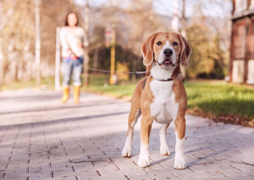 Beagle na smyczy