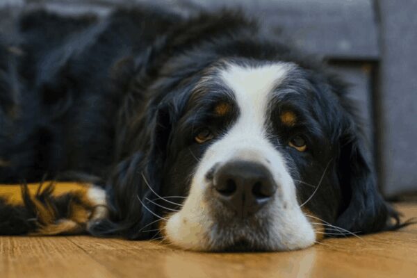 jak rozweselić smutnego psa