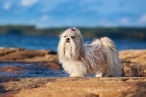 Shih tzu na plaży