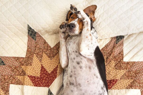 pies leży na pościeli i łapą zakrywa oczy