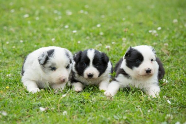 Nagradzana hodowczyni zabiła 9 szczeniąt border collie