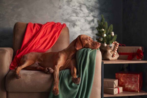 biegunka u psa na święta