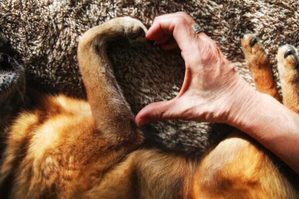 jakiej rasy masz psa