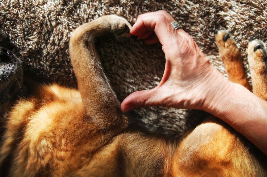 jakiej rasy masz psa