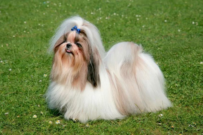 shih-tzu