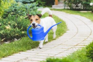 Jack russell niesie konewkę