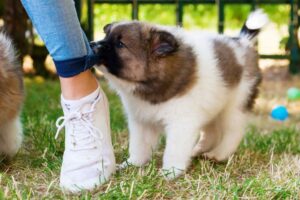 Jak oduczyć szczeniaka zaczepiania wszystkich ludzi