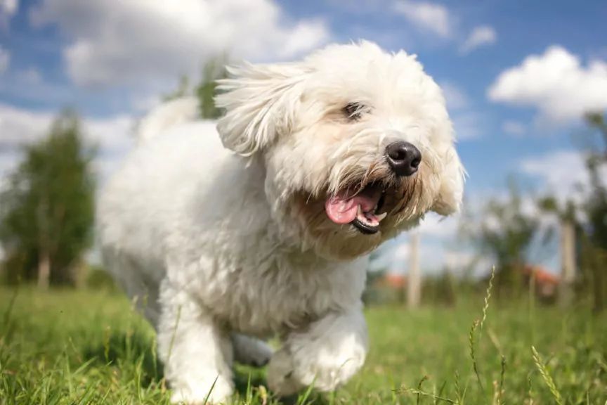 Madagaskar, coton de tulear