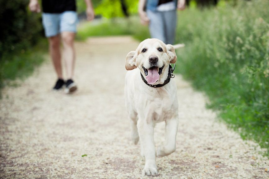 idealny spacer z psem