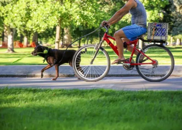 Co to jest bikejoring?