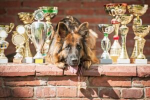 owczarek niemiecki champion