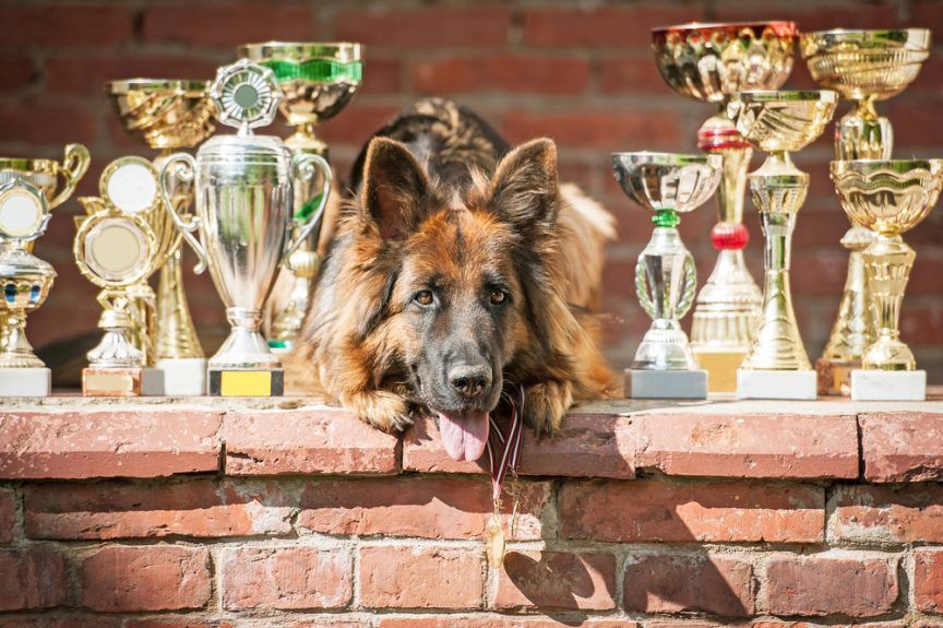 owczarek niemiecki champion