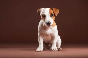 Jack russell