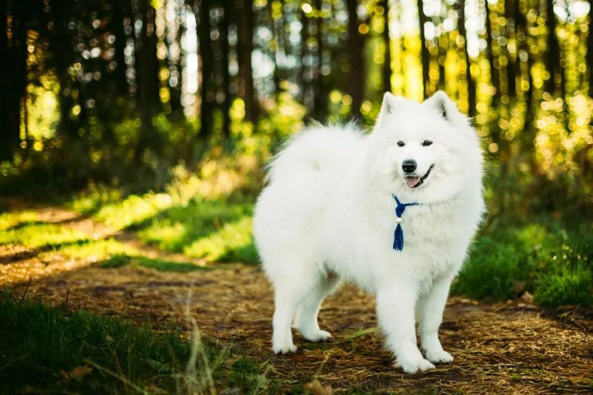 Samojed w lesie