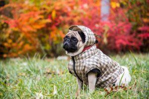 Mops w ubranku