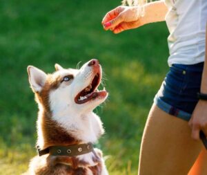 trener i husky