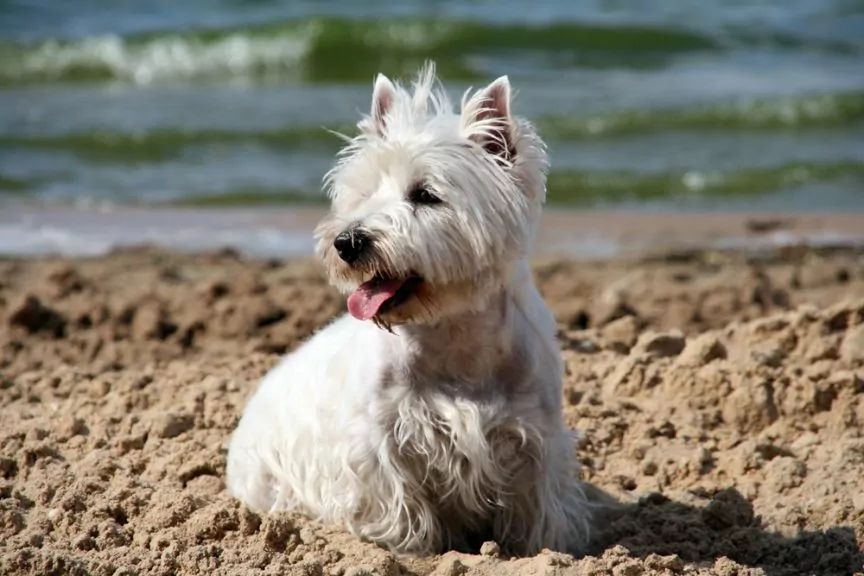 West highland terrier