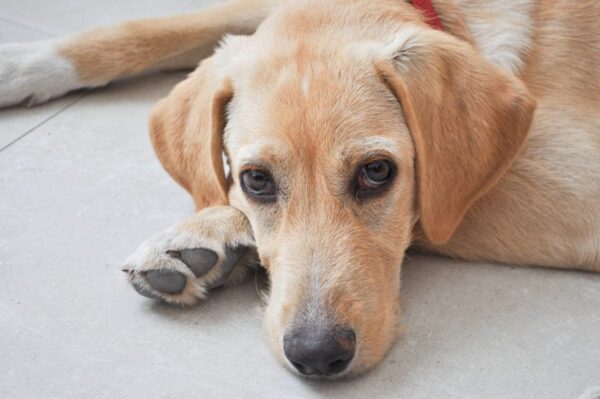 Golden retriever leży na podłodze