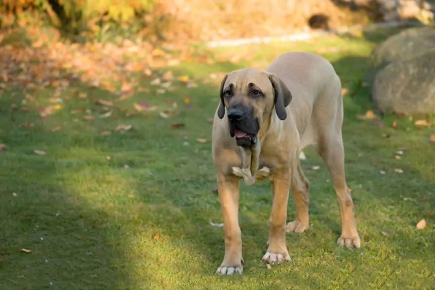 Fila brasileiro