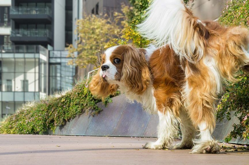 Cavalier siusia w parku