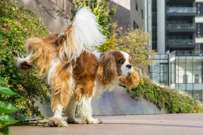 cavalier sika