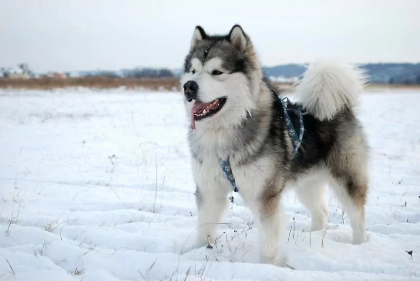 Alaskan malamute na śniegu