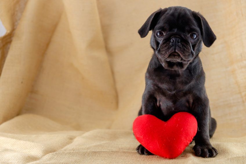 Pies i serce