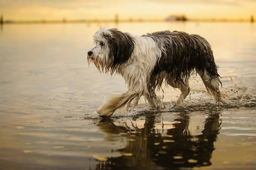 Zanim kupisz polskiego owczarka nizinnego
