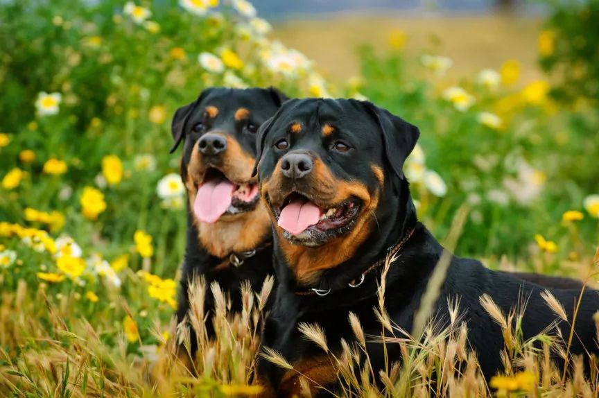 Rottweiler