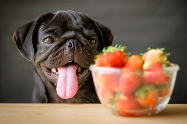 Pies patrzy na miskę z truskawkami
