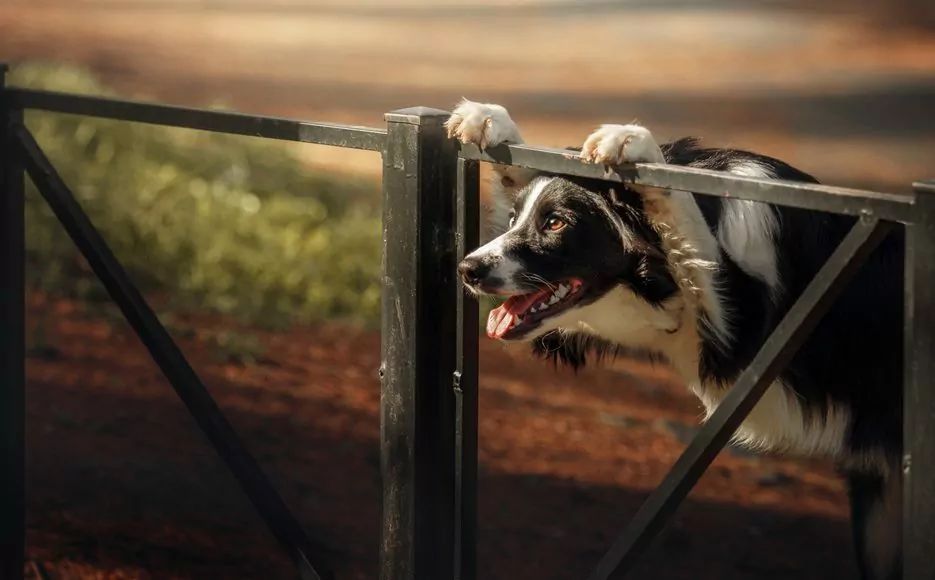 Border collie