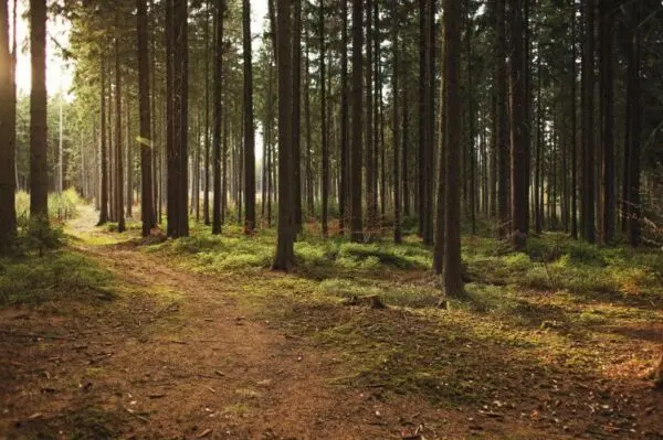 Kto powiesił psa w lesie? „Mógł umierać nawet 20 minut”