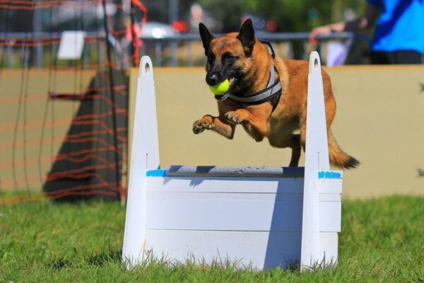 Jaki pies może uprawiać flyball?