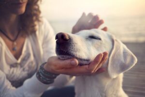 Labrador z przymrużonymi oczami