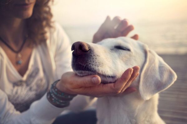 Labrador z przymrużonymi oczami