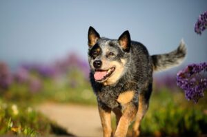 Pies rasy australian cattle dog