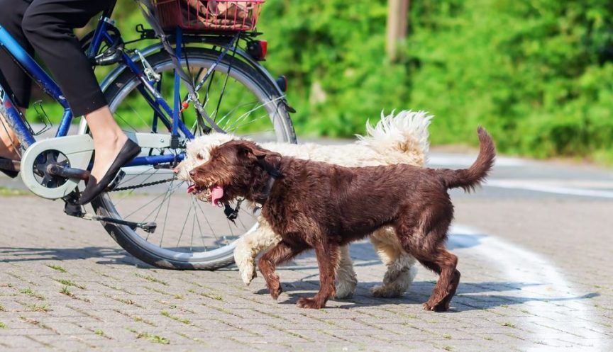 Dwa psy biegną przy rowerze