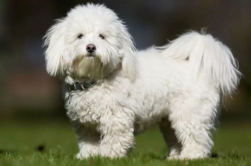 Coton de Tulear stoi na trawie