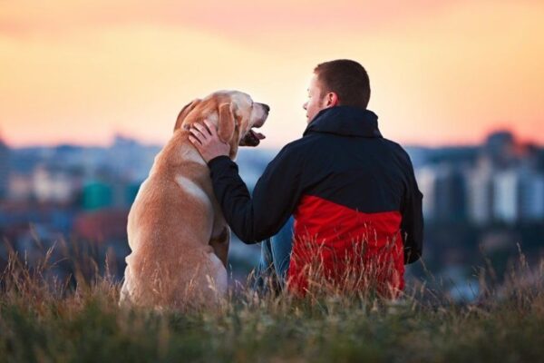 Jak socjalizować dorosłego psa?