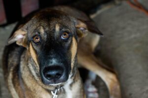 Schronisku w Celestynowie grozi likwidacja