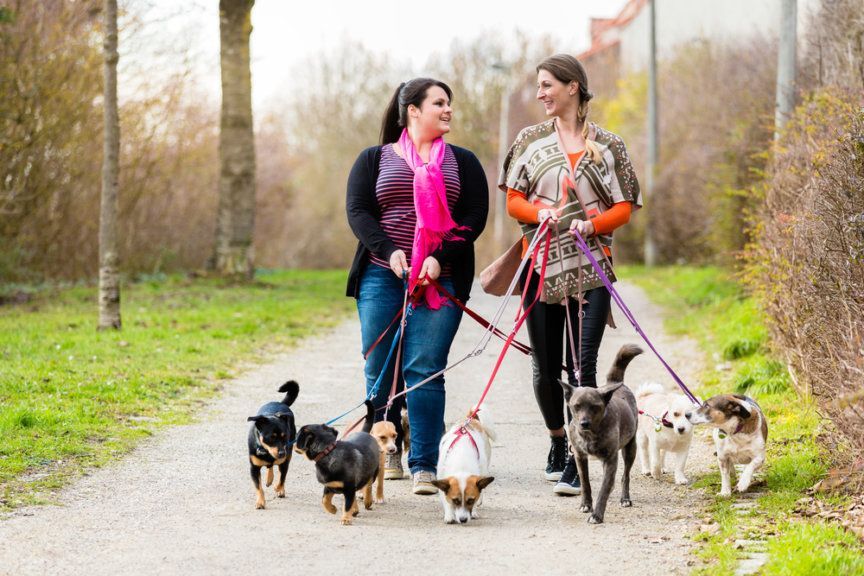 petsitter
