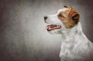 Jack russell terrier szorstkowłosy