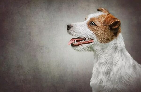 Jack russell terrier szorstkowłosy