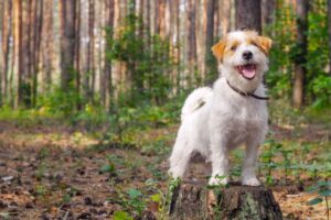 JRT - pies z grupy terierów