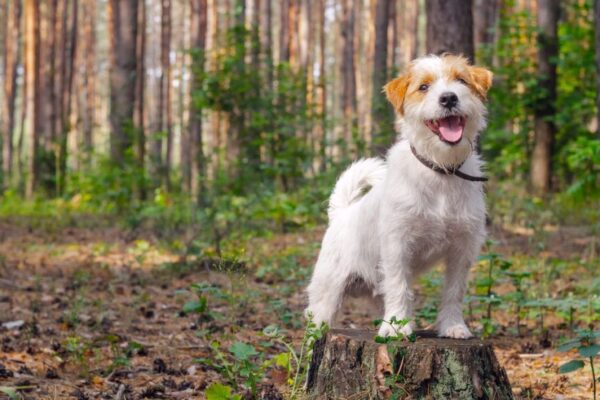 JRT - pies z grupy terierów